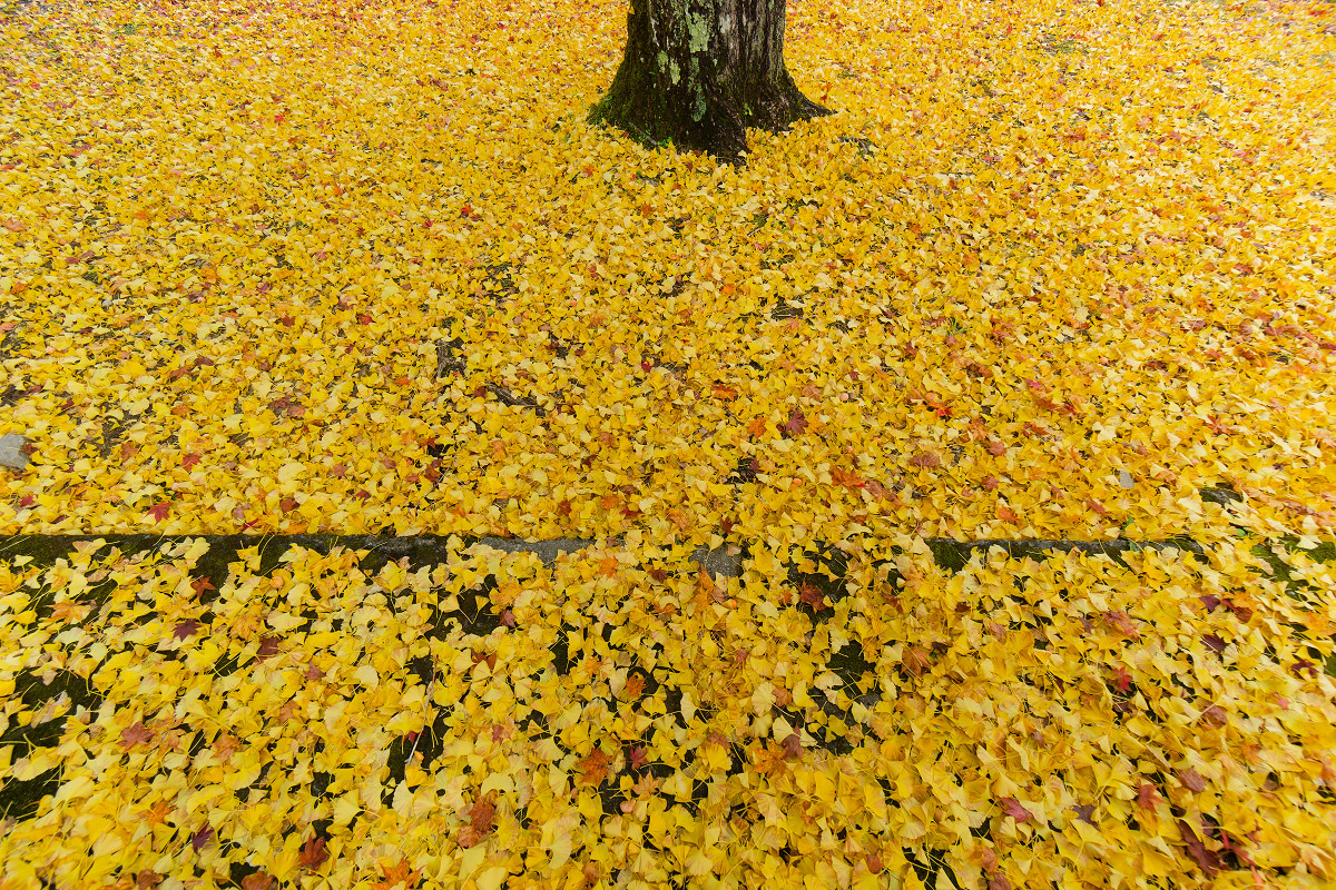 �T���l�C��31