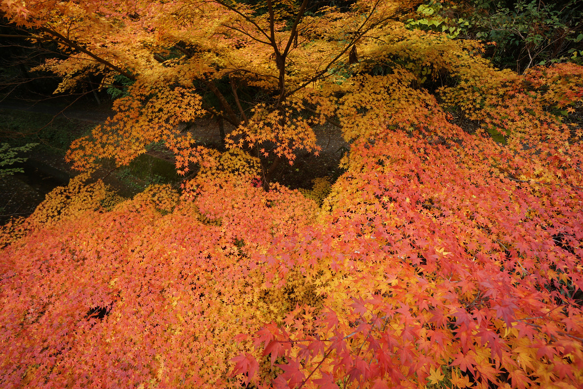 �T���l�C��32