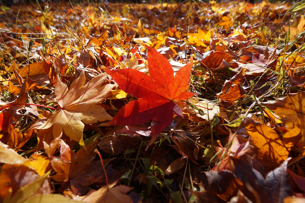 �T���l�C��02