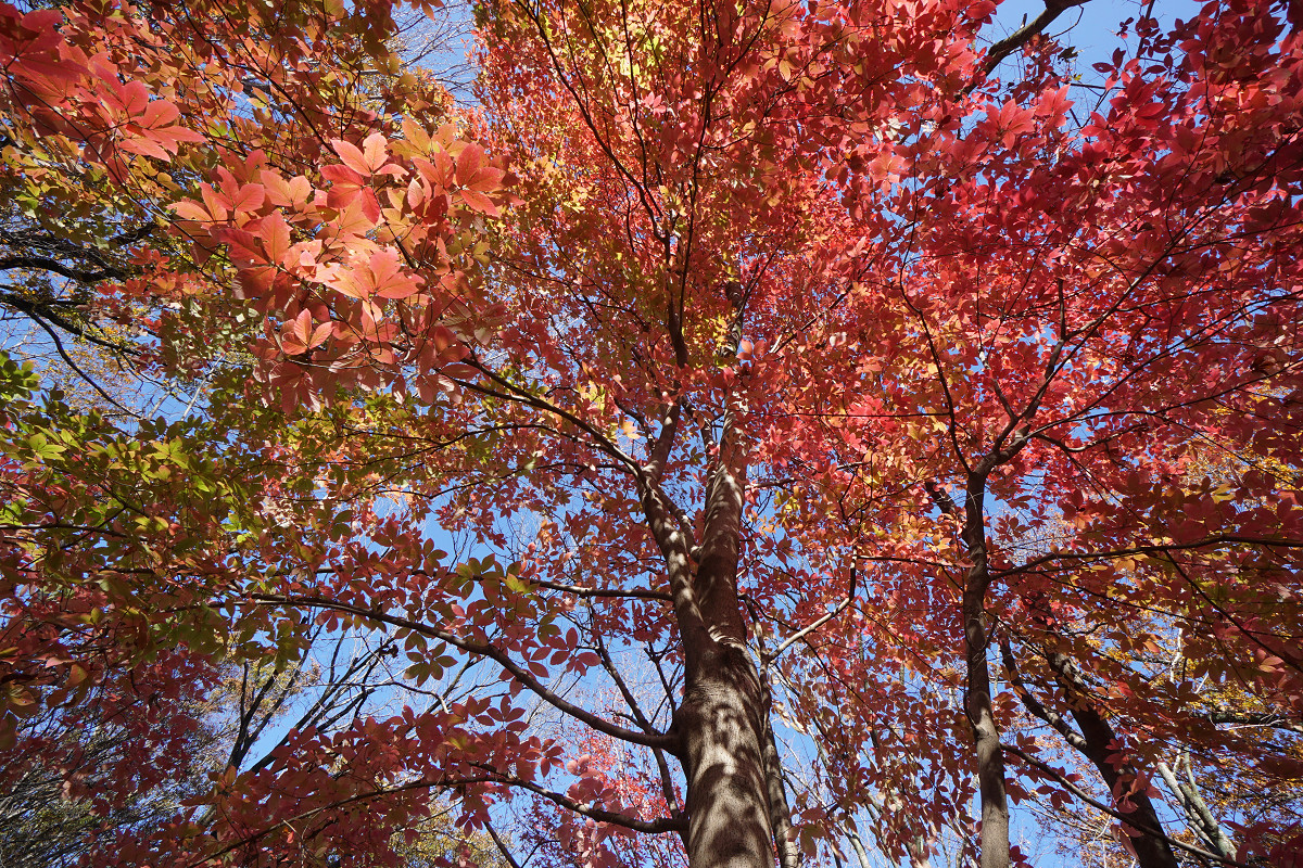 �T���l�C��03