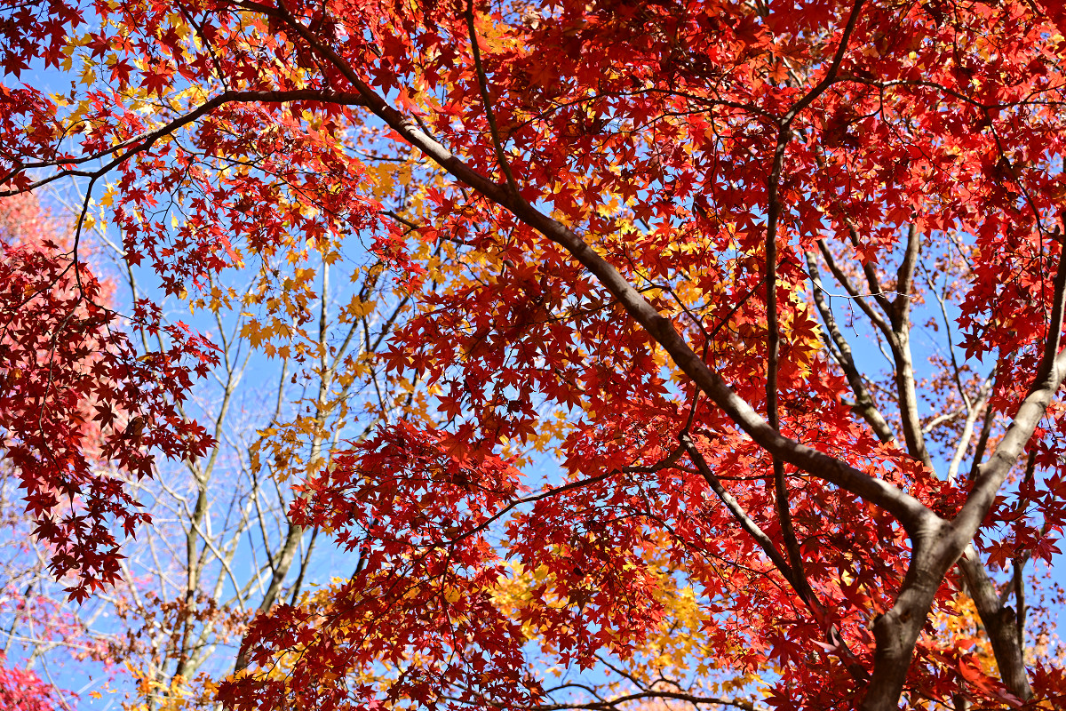 �T���l�C��08