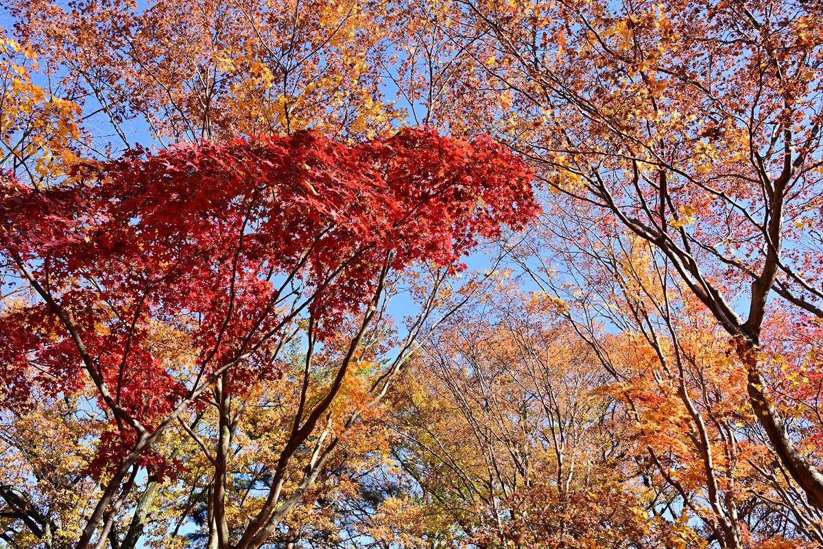 �T���l�C��09