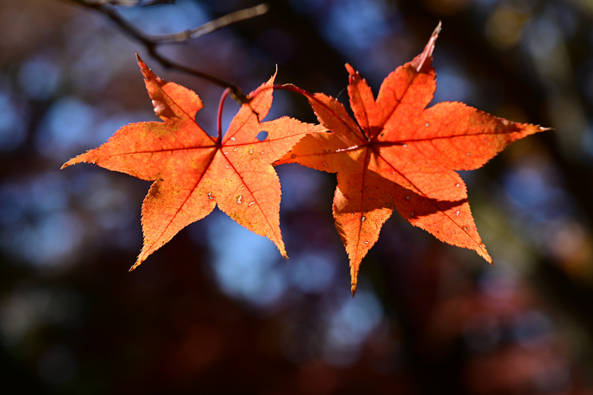 �T���l�C��11