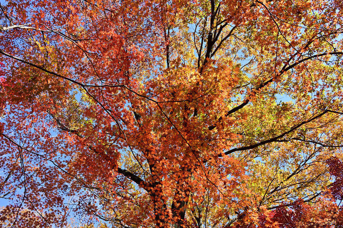 �T���l�C��12