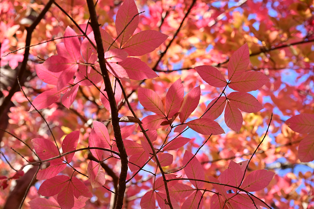 �T���l�C��13