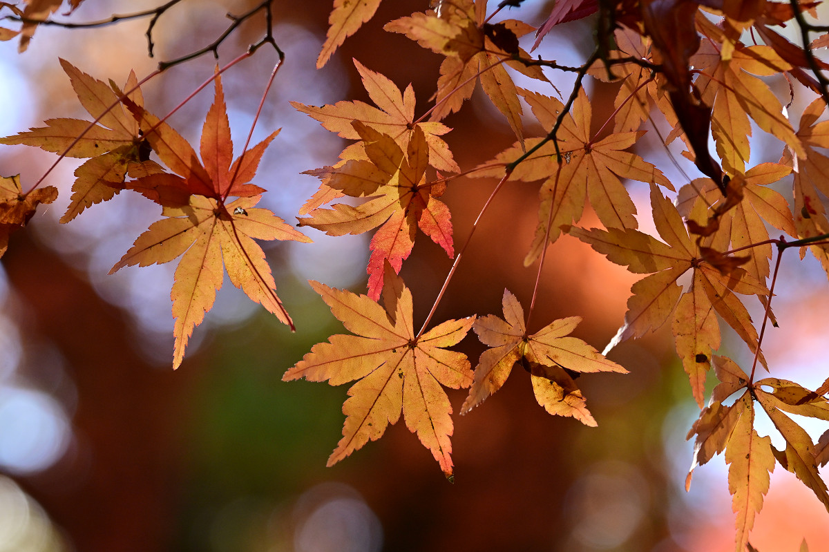 �T���l�C��15