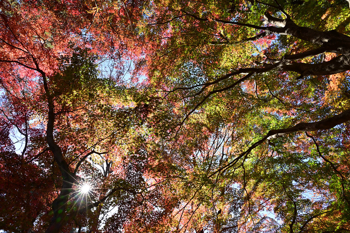 �T���l�C��16