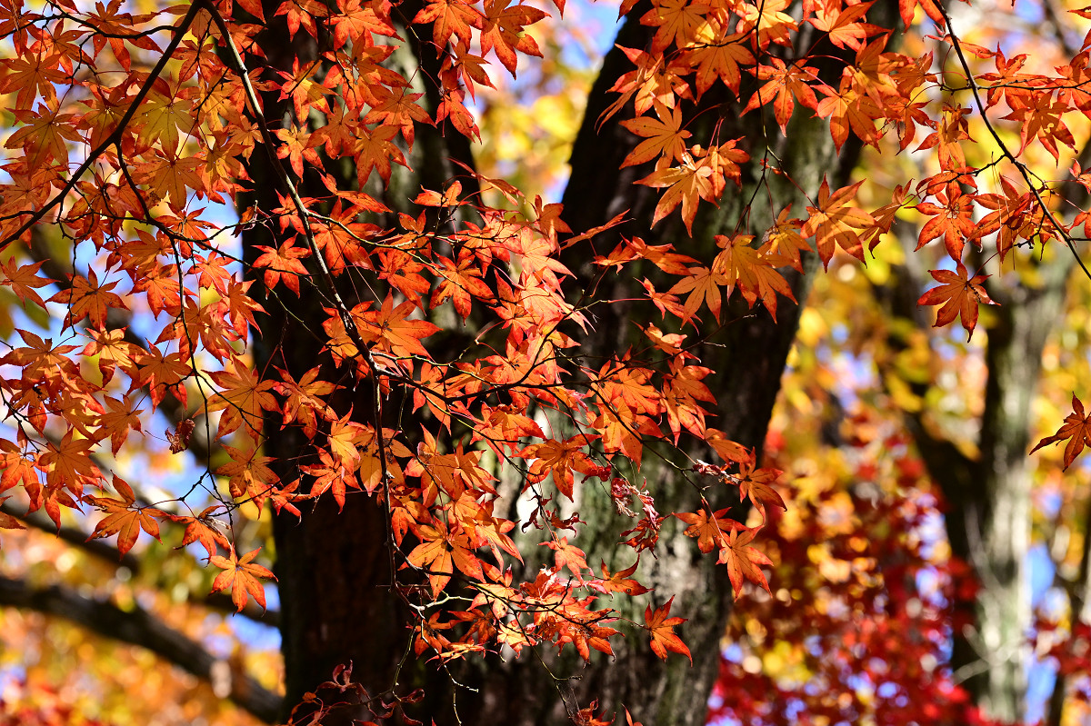 �T���l�C��17