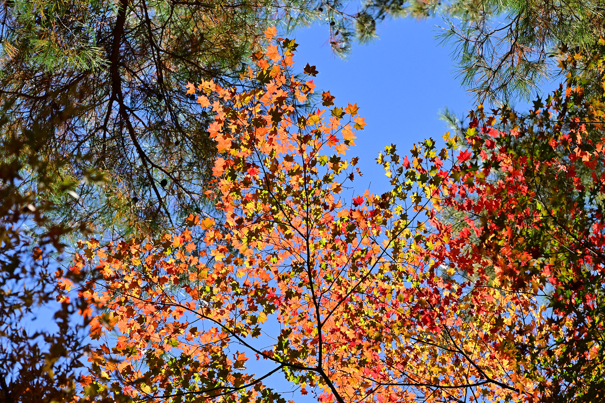 �T���l�C��18