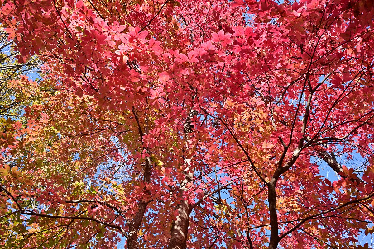 �T���l�C��19