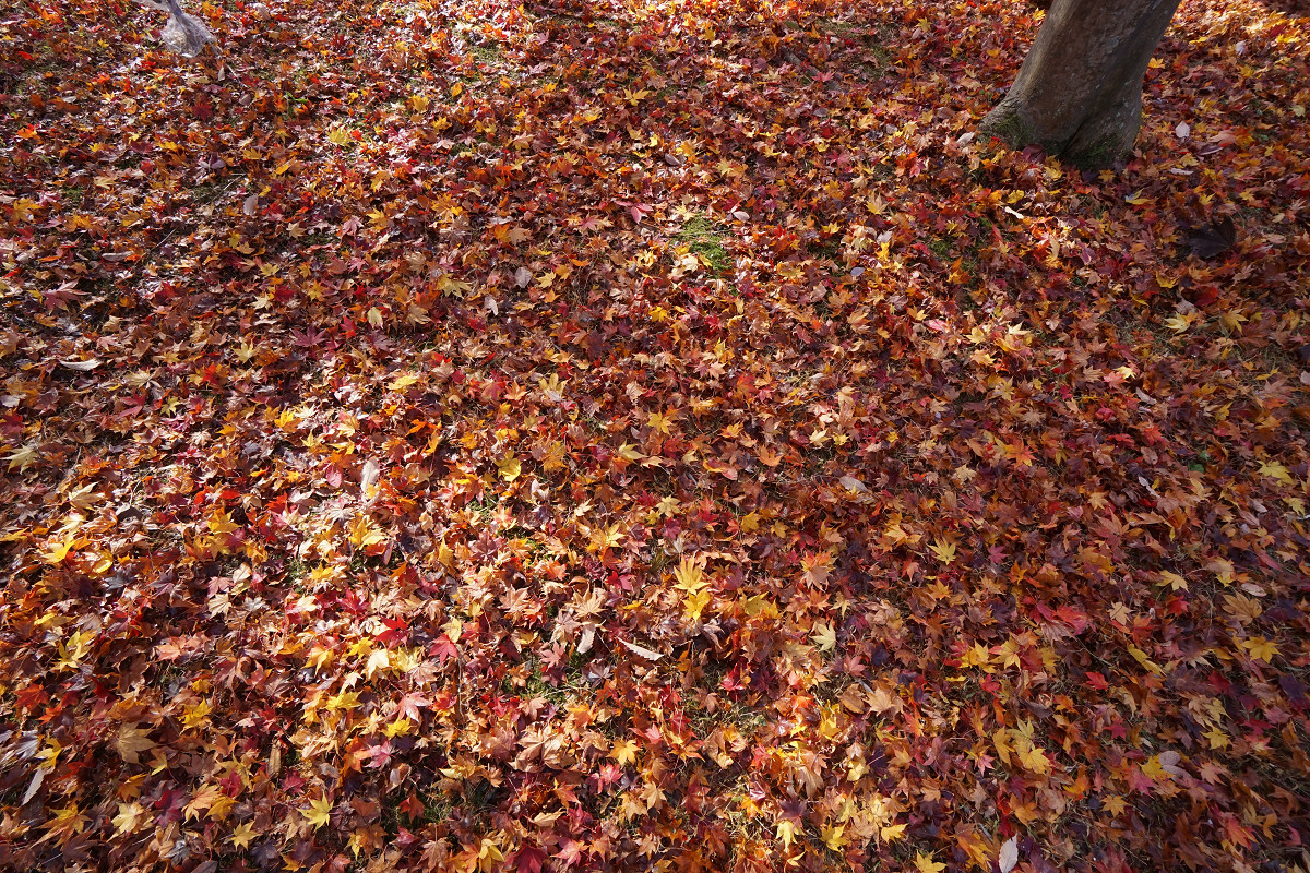 �T���l�C��20