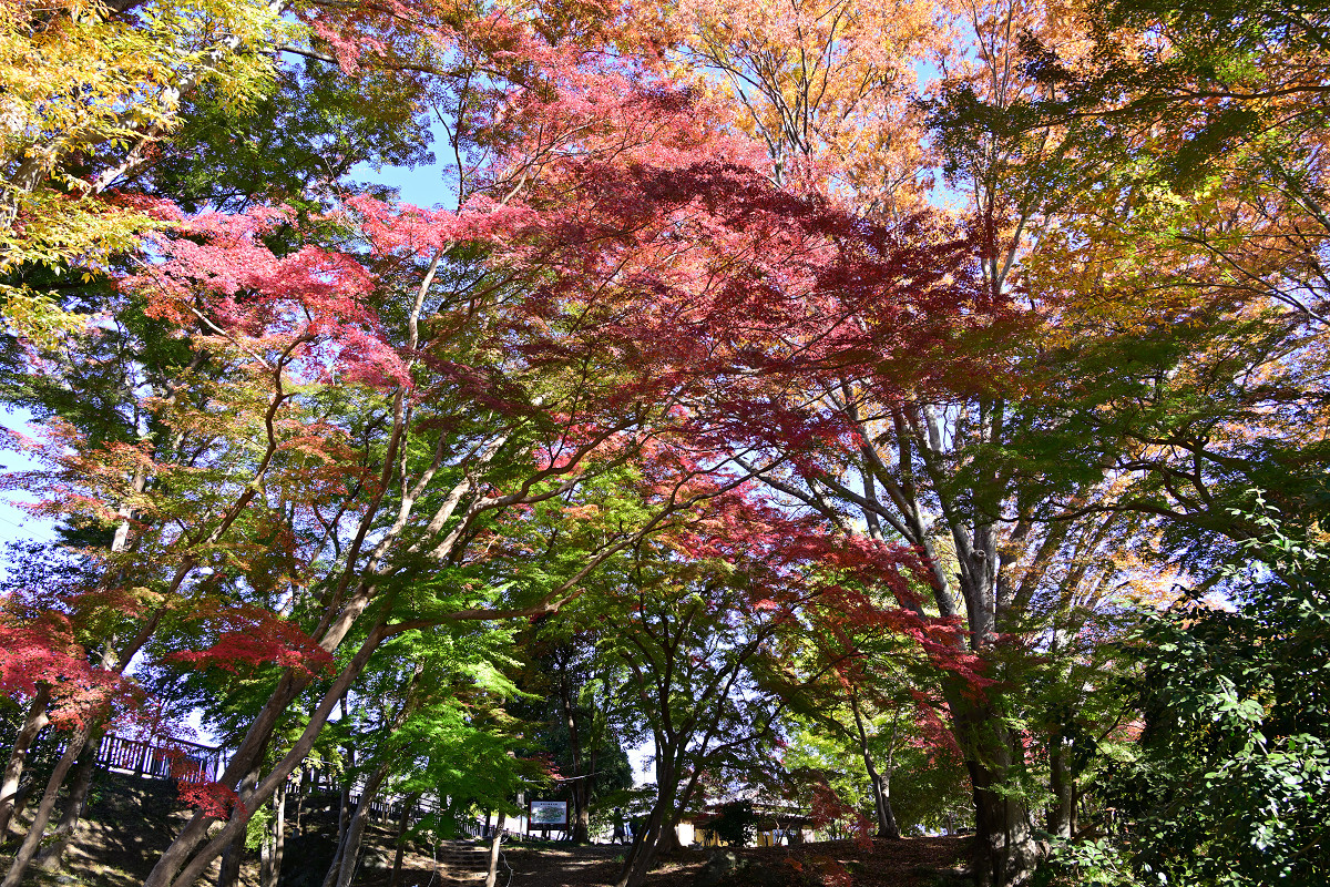 �T���l�C��21