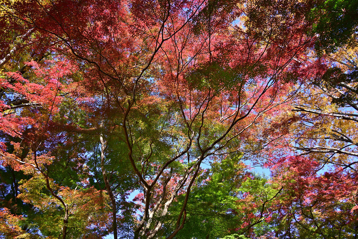 �T���l�C��22