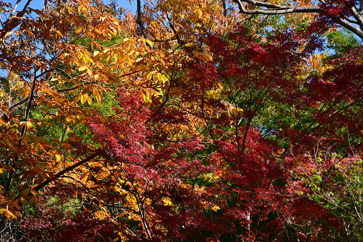 �T���l�C��23