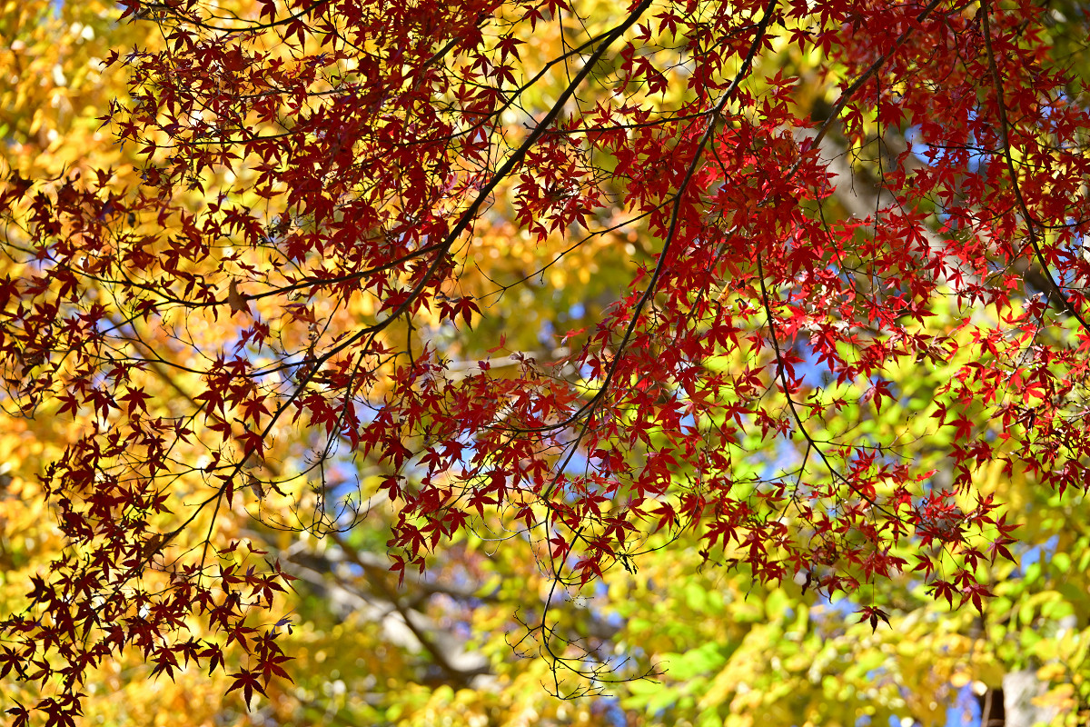 �T���l�C��24