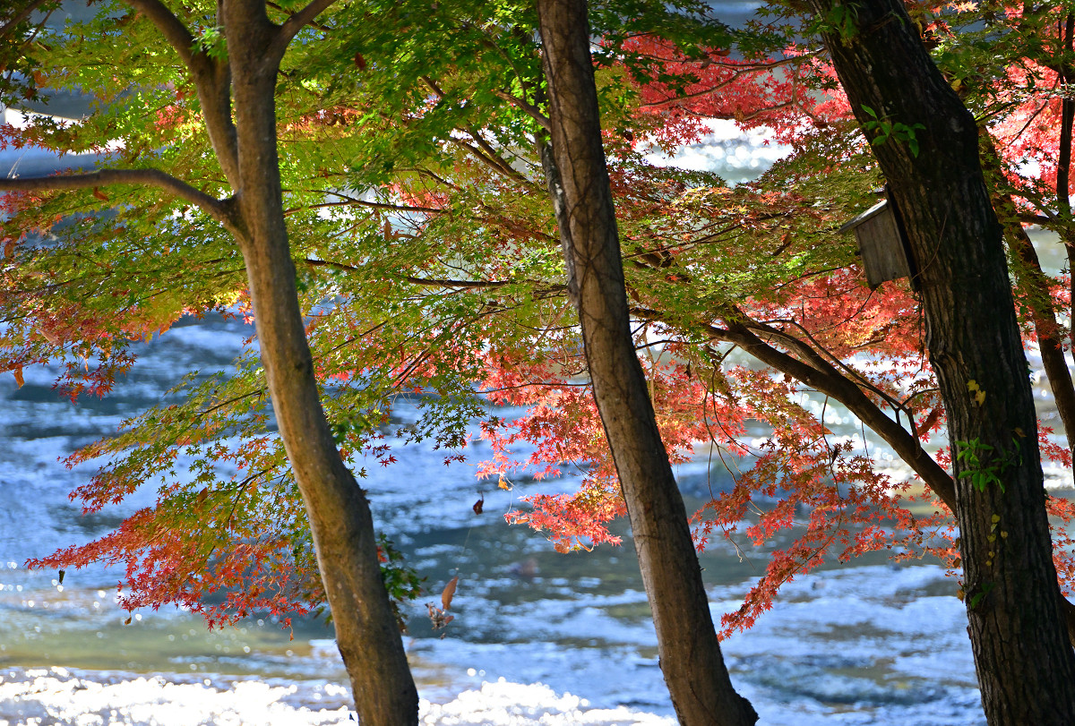 �T���l�C��25