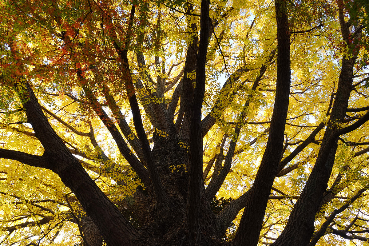 �T���l�C��26