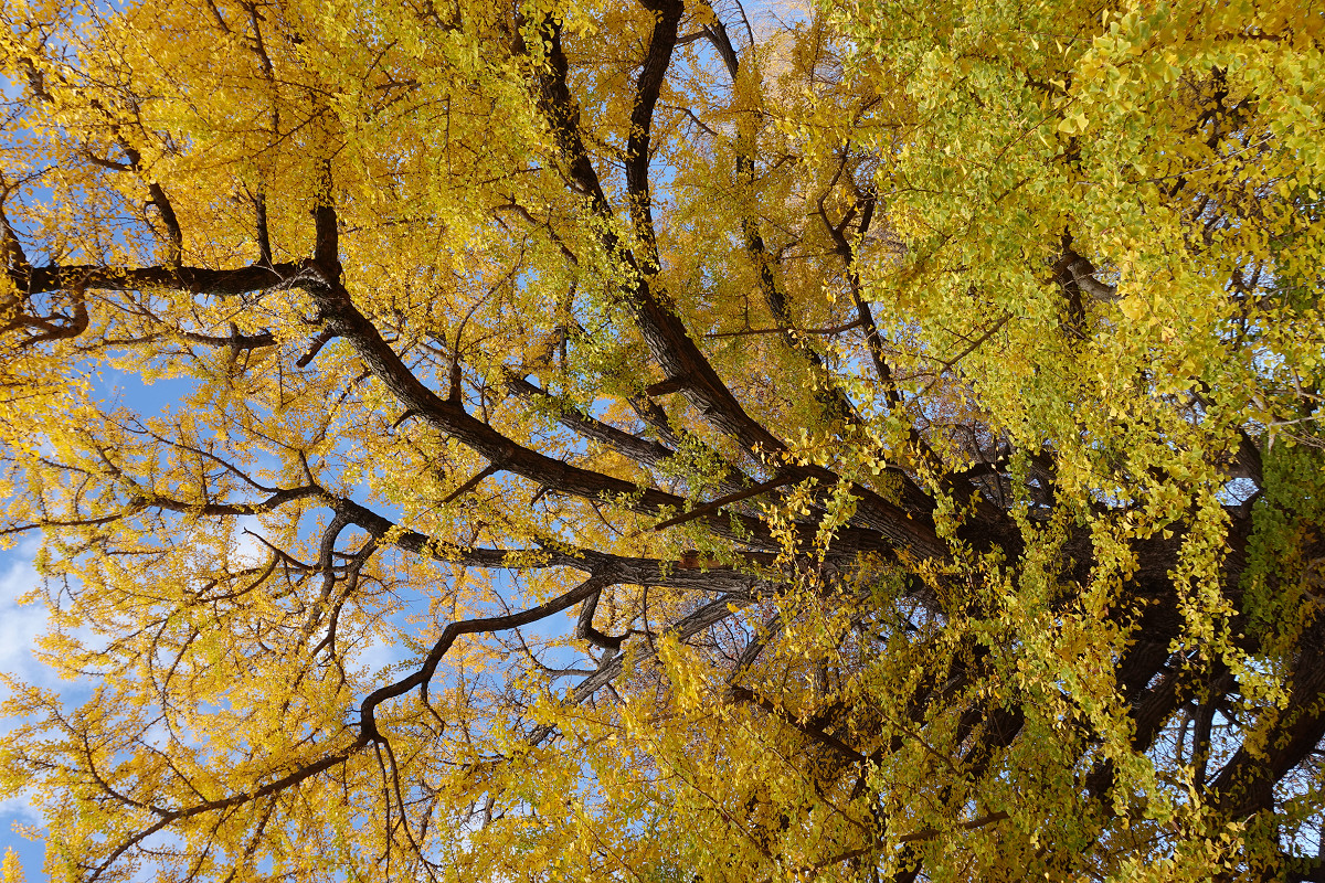 �T���l�C��30