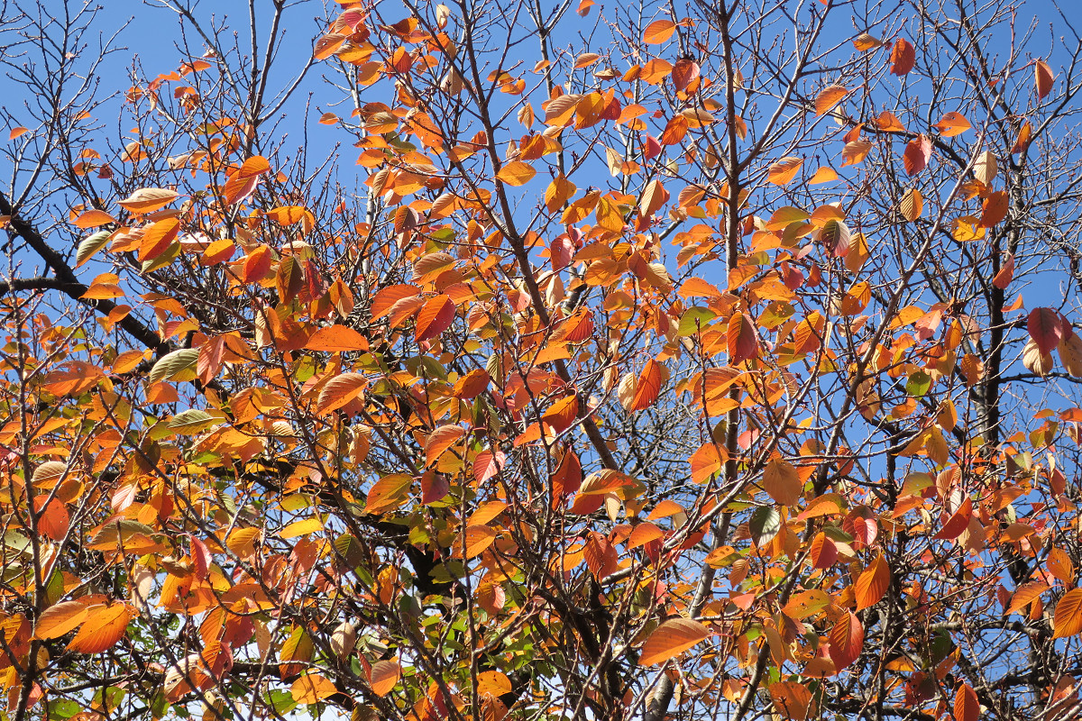 �T���l�C��31