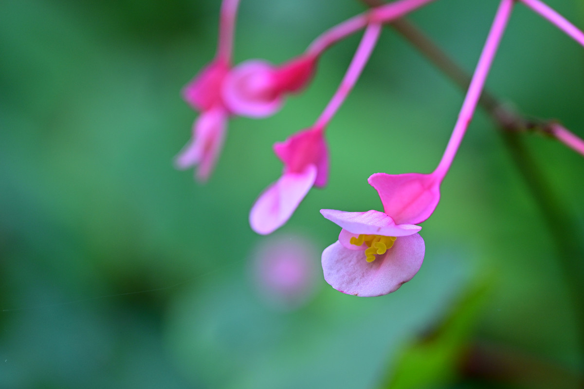 �T���l�C��03