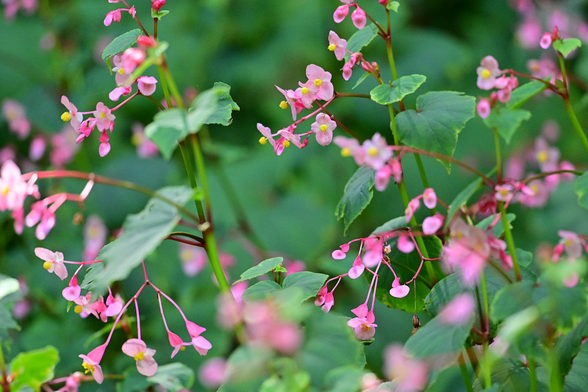 �T���l�C��04