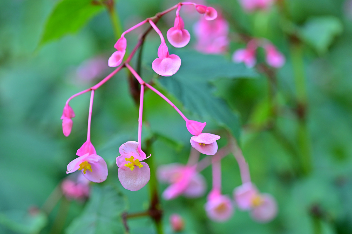 �T���l�C��05