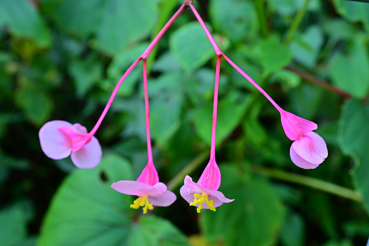 �T���l�C��07