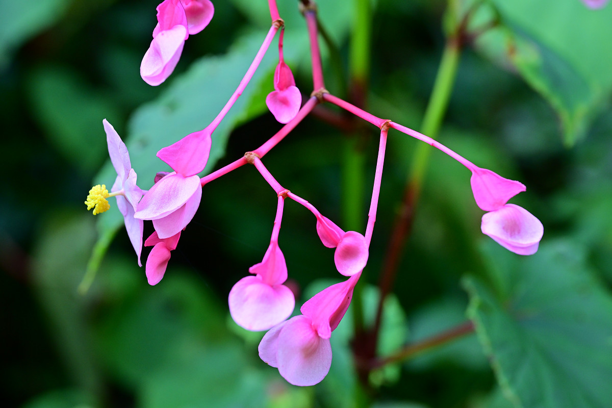 �T���l�C��08