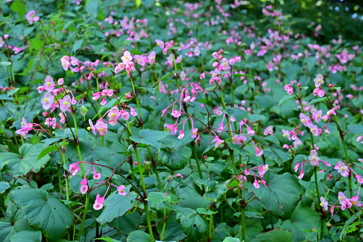 �T���l�C��09