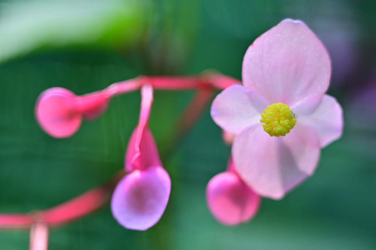 �T���l�C��10