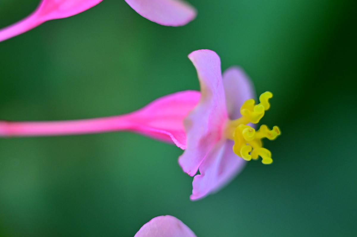 �T���l�C��11