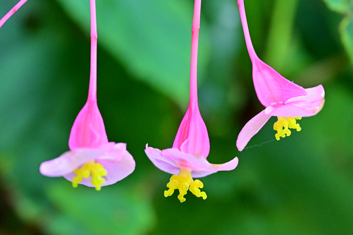 �T���l�C��12