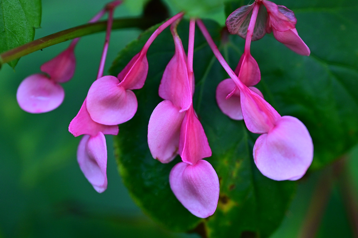 �T���l�C��15