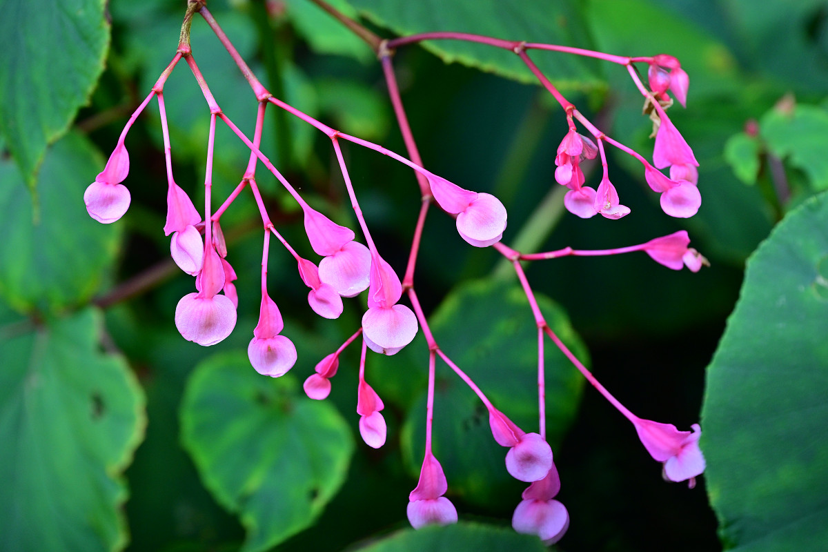 �T���l�C��16