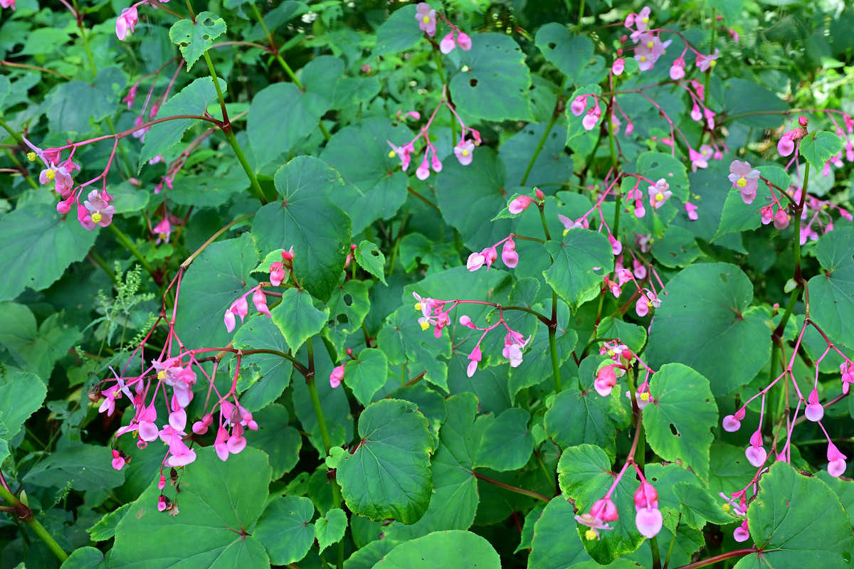 �T���l�C��17