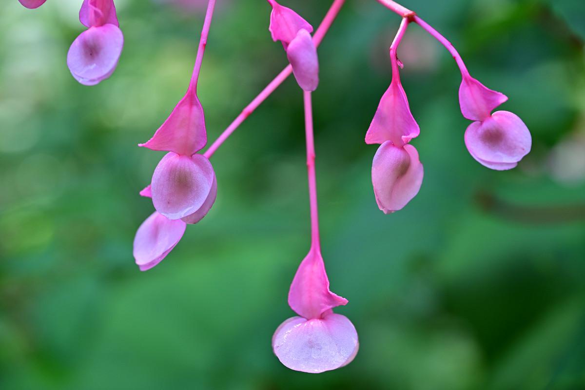 �T���l�C��18