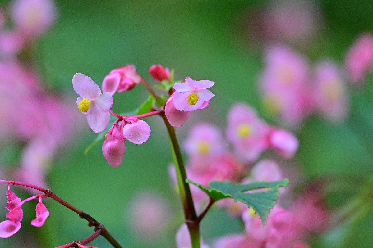 �T���l�C��19