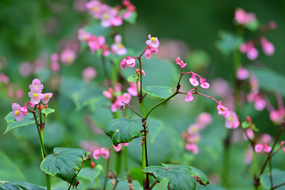 �T���l�C��20