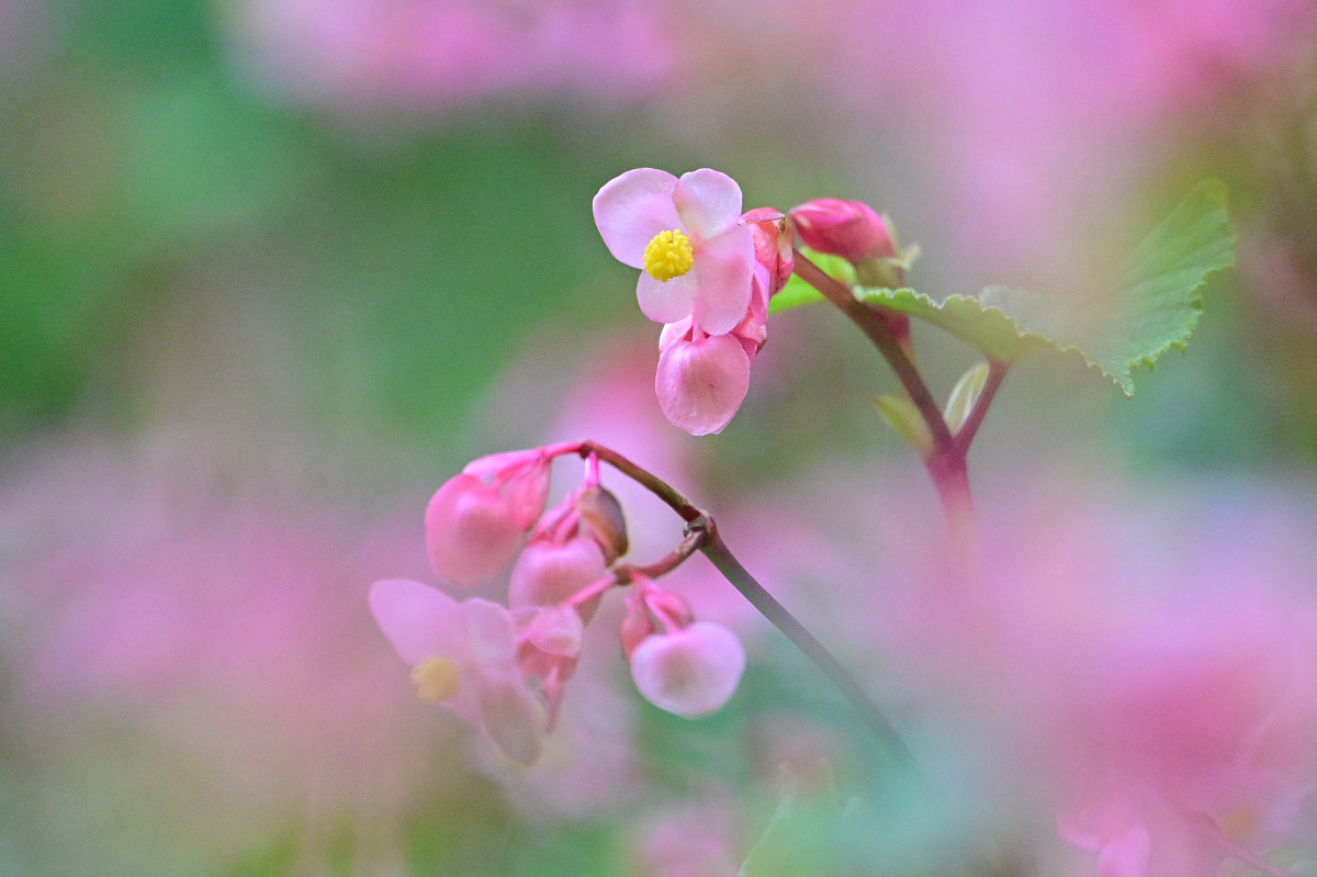 �T���l�C��21