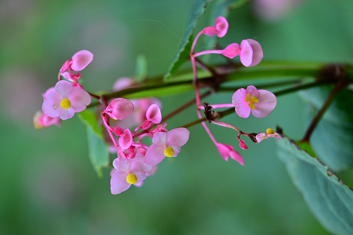 �T���l�C��22