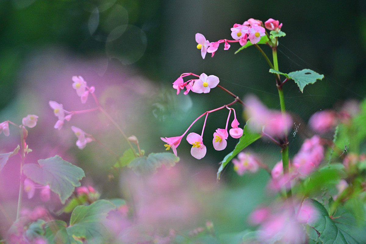 �T���l�C��23