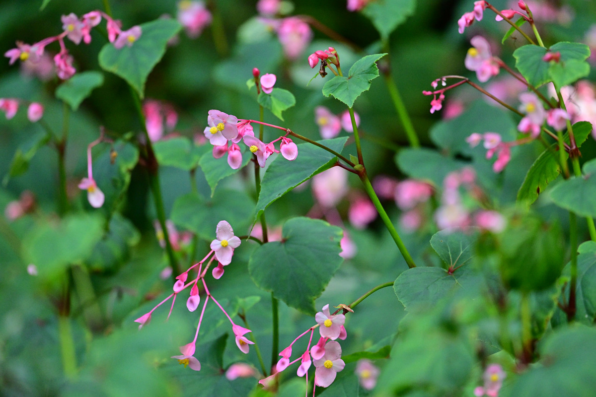 �T���l�C��24