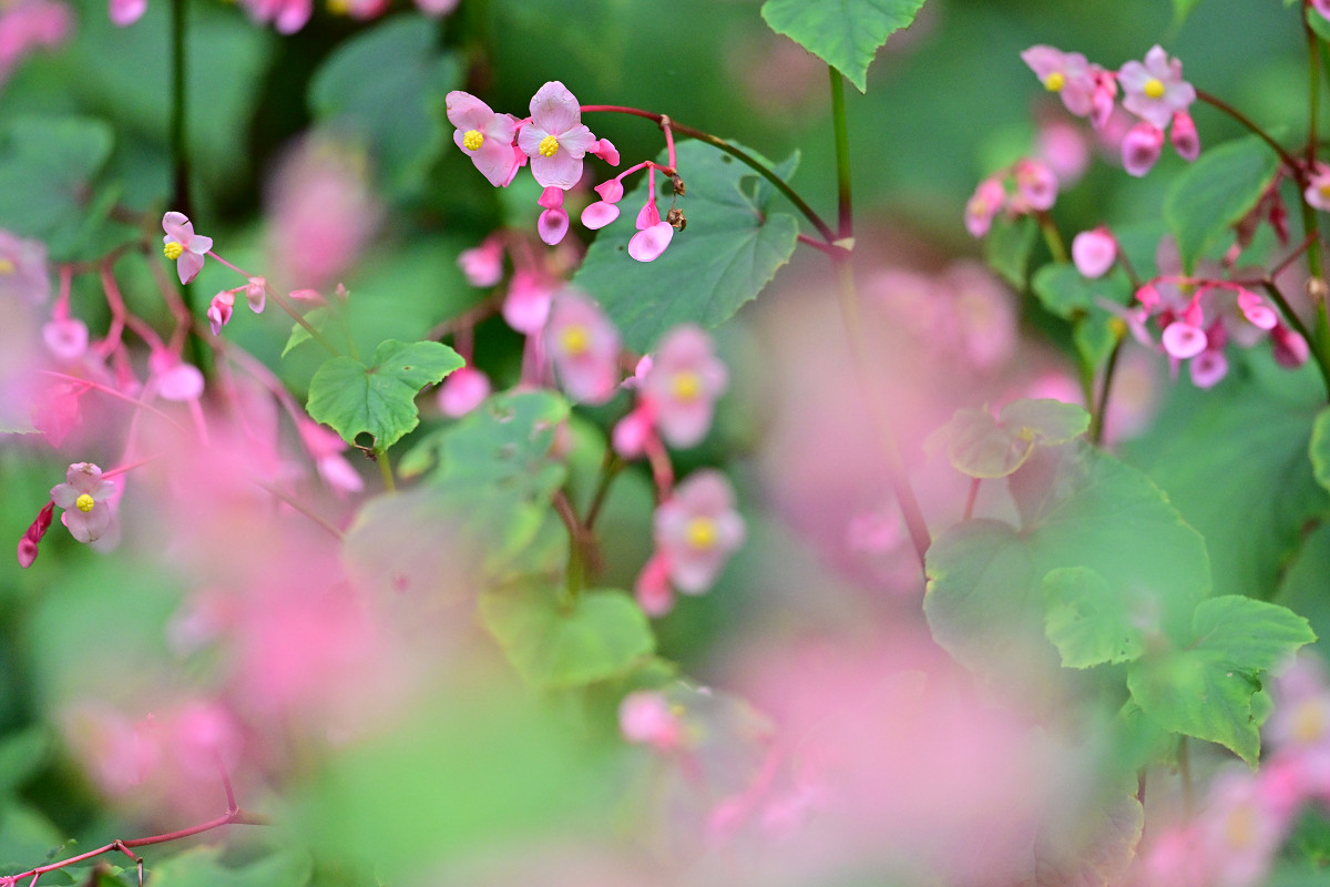 �T���l�C��25