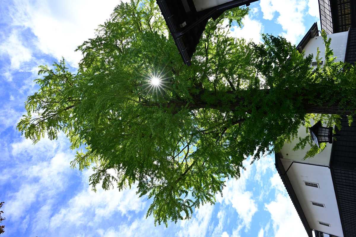 �T���l�C��07