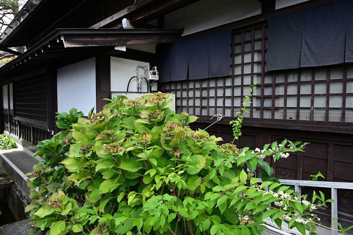 �T���l�C��09