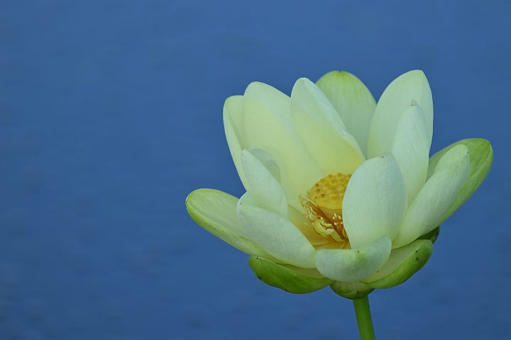 Sony70-300mm摜