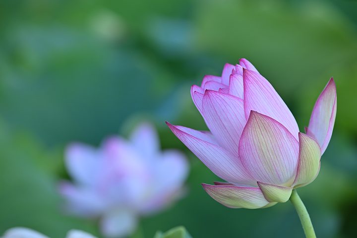 Sony70-300mm摜