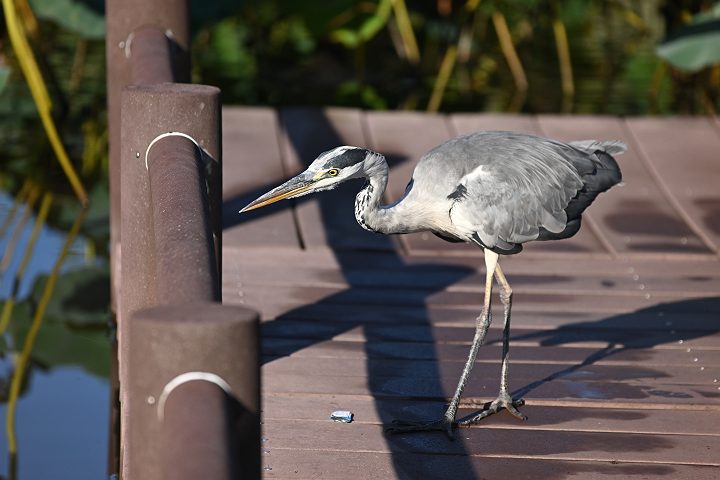 Sony70-300mm摜