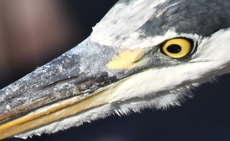Sony70-300mm摜