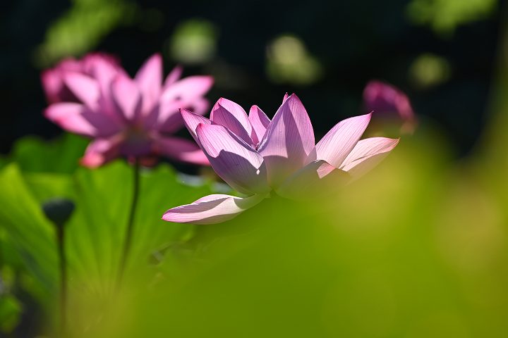 Sony70-300mm摜
